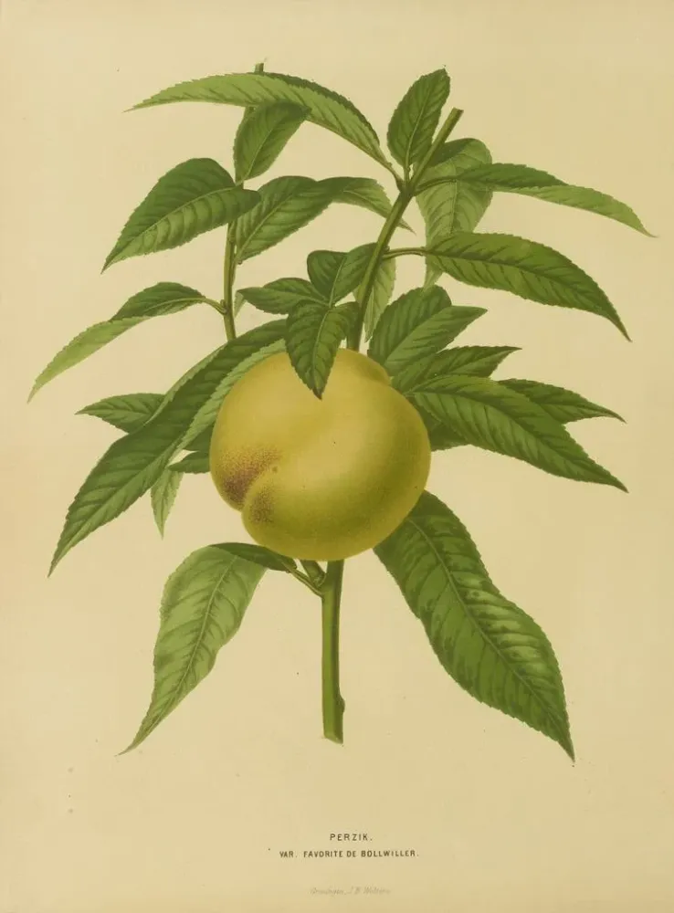 Maalaus Flore hollandaise et Pomone Pl. 09 - Abraham Jacobus Wendel | Taidetuloste