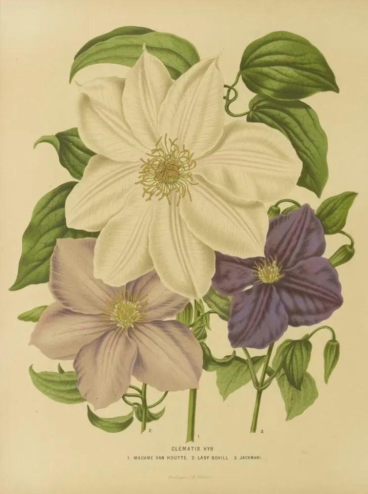 Maalaus Flore hollandaise et Pomone Pl. 12 - Abraham Jacobus Wendel | Taidetuloste
