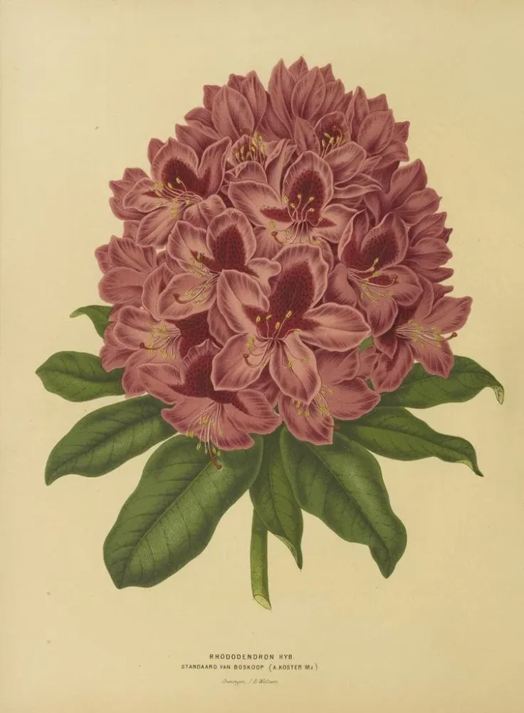 Maalaus Flore hollandaise et Pomone Pl. 13 - Abraham Jacobus Wendel | Taidetuloste
