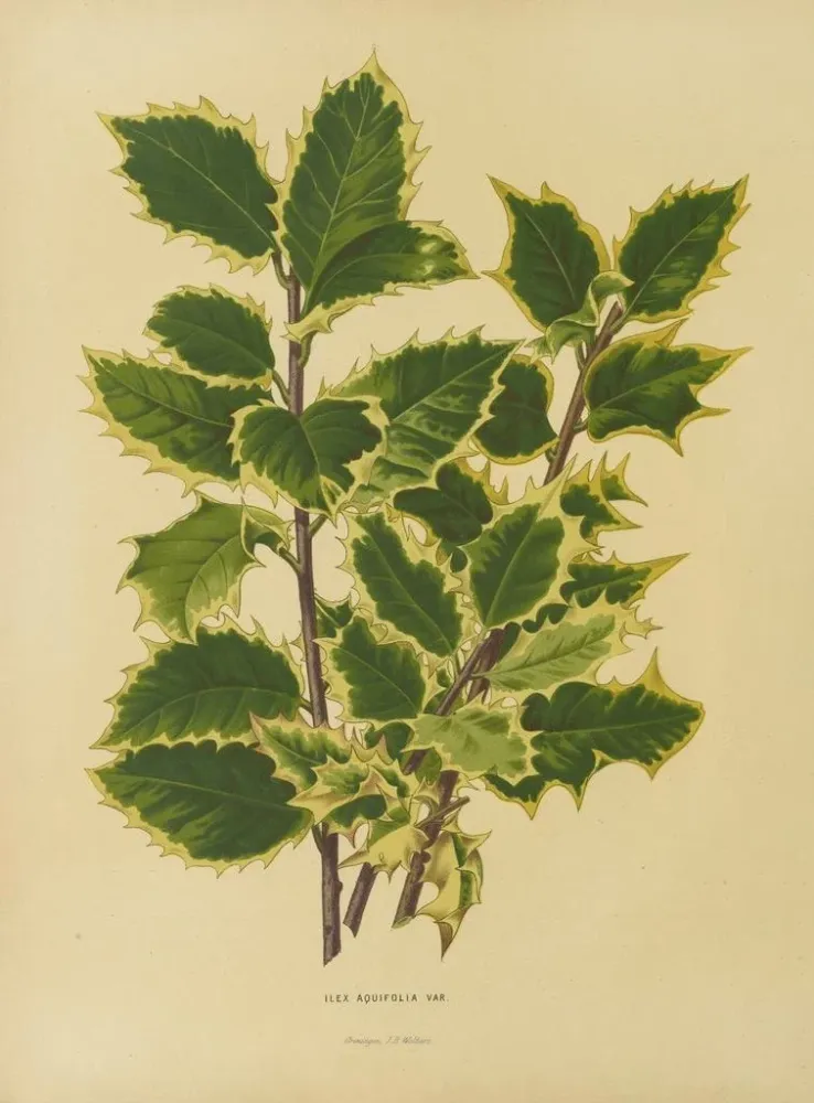 Maalaus Flore hollandaise et Pomone 18 - Abraham Jacobus Wendel | Taidetuloste
