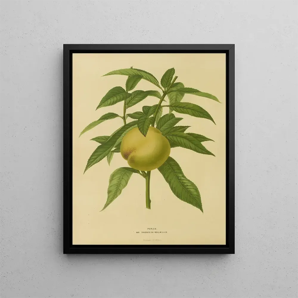 Maalaus Flore hollandaise et Pomone Pl. 09 - Abraham Jacobus Wendel | Taidetuloste
