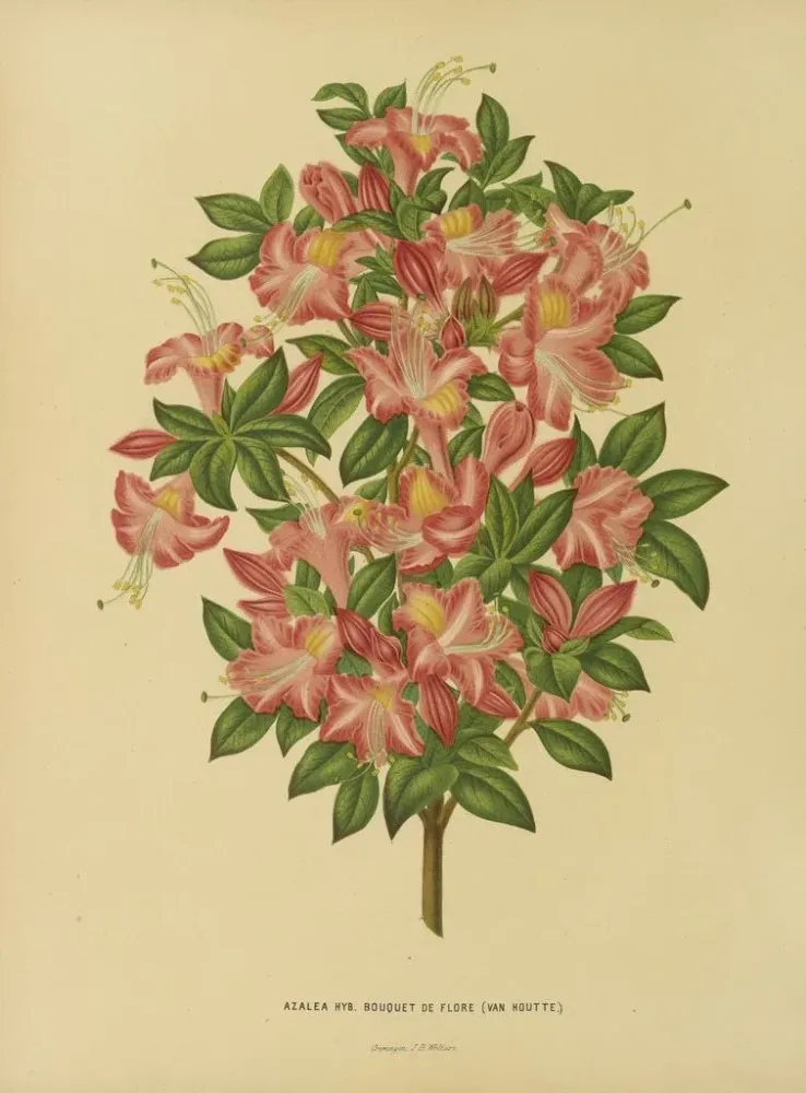 Maalaus Flore hollandaise et Pomone Pl. 16 - Abraham Jacobus Wendel | Taidetuloste