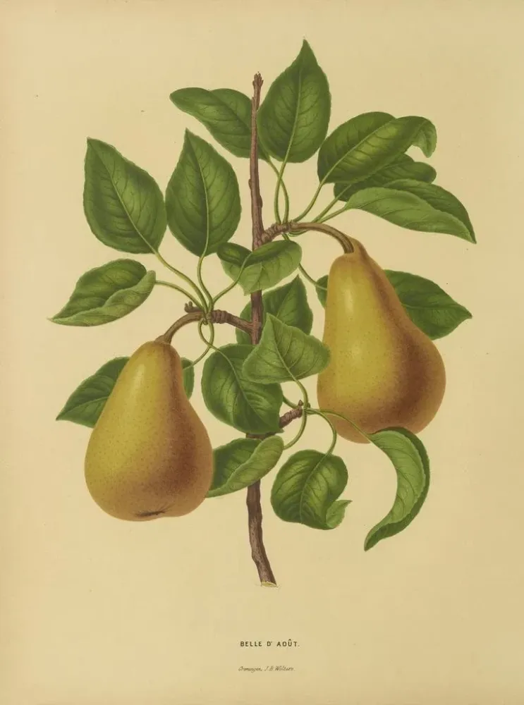 Maalaus Flore hollandaise et Pomone PL19 - Abraham Jacobus Wendel | Taidetuloste