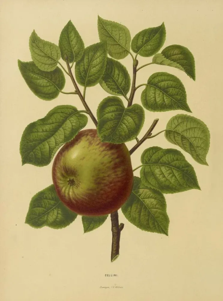 Maalaus Flore hollandaise et Pomone PL20 - Abraham Jacobus Wendel | Taidetuloste