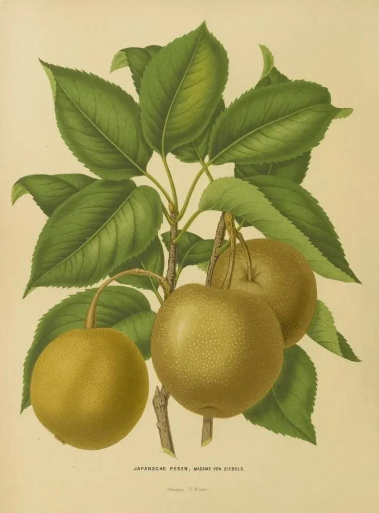 Maalaus Flore hollandaise et Pomone PL21 - Abraham Jacobus Wendel | Taidetuloste