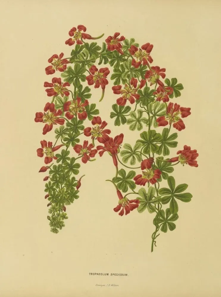 Maalaus Flore hollandaise et Pomone PL22 - Abraham Jacobus Wendel | Taidetuloste