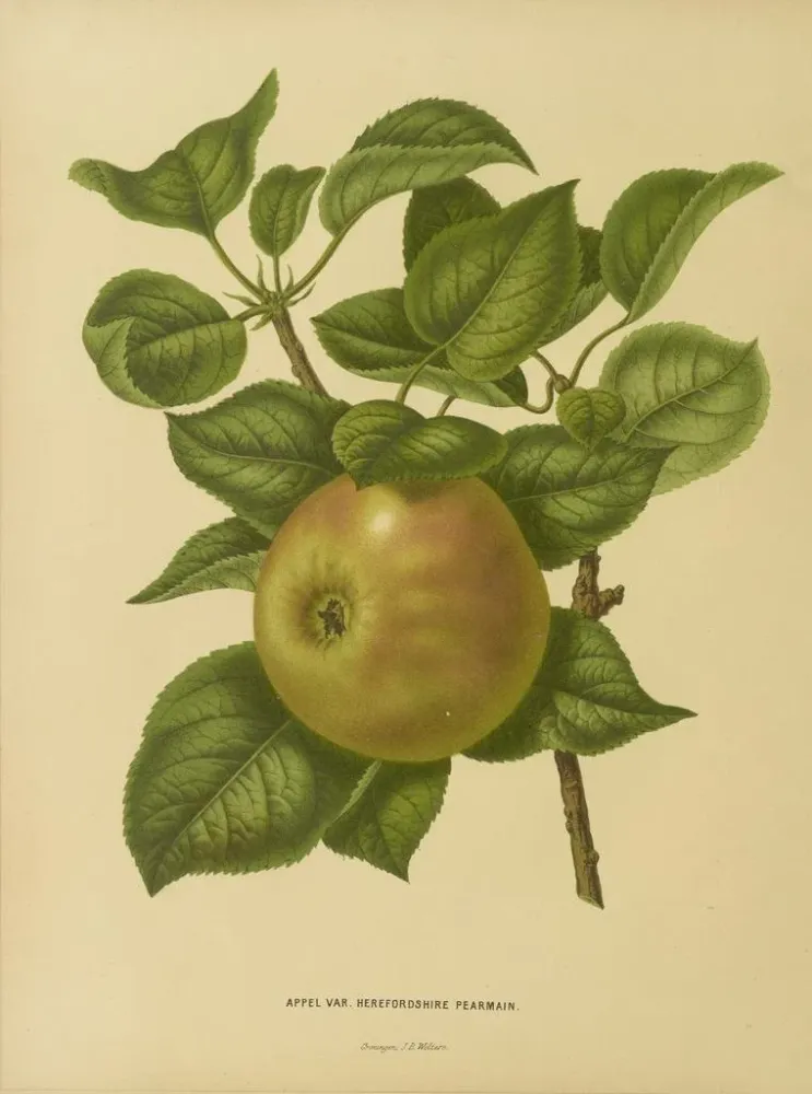 Maalaus Flore hollandaise et Pomone PL23 - Abraham Jacobus Wendel | Taidetuloste