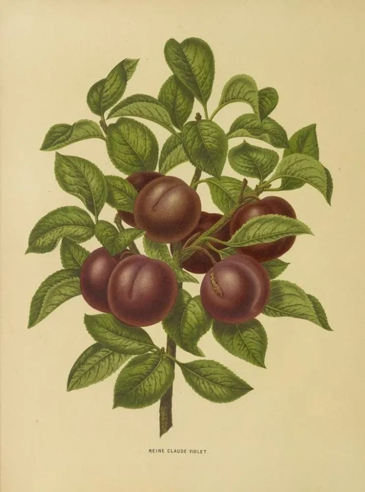 Maalaus Flore hollandaise et Pomone PL24 - Abraham Jacobus Wendel | Taidetuloste