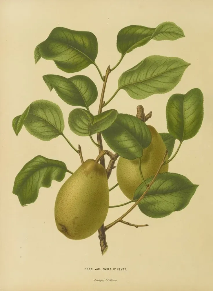 Maalaus Flore hollandaise et Pomone PL25 - Abraham Jacobus Wendel | Taidetuloste