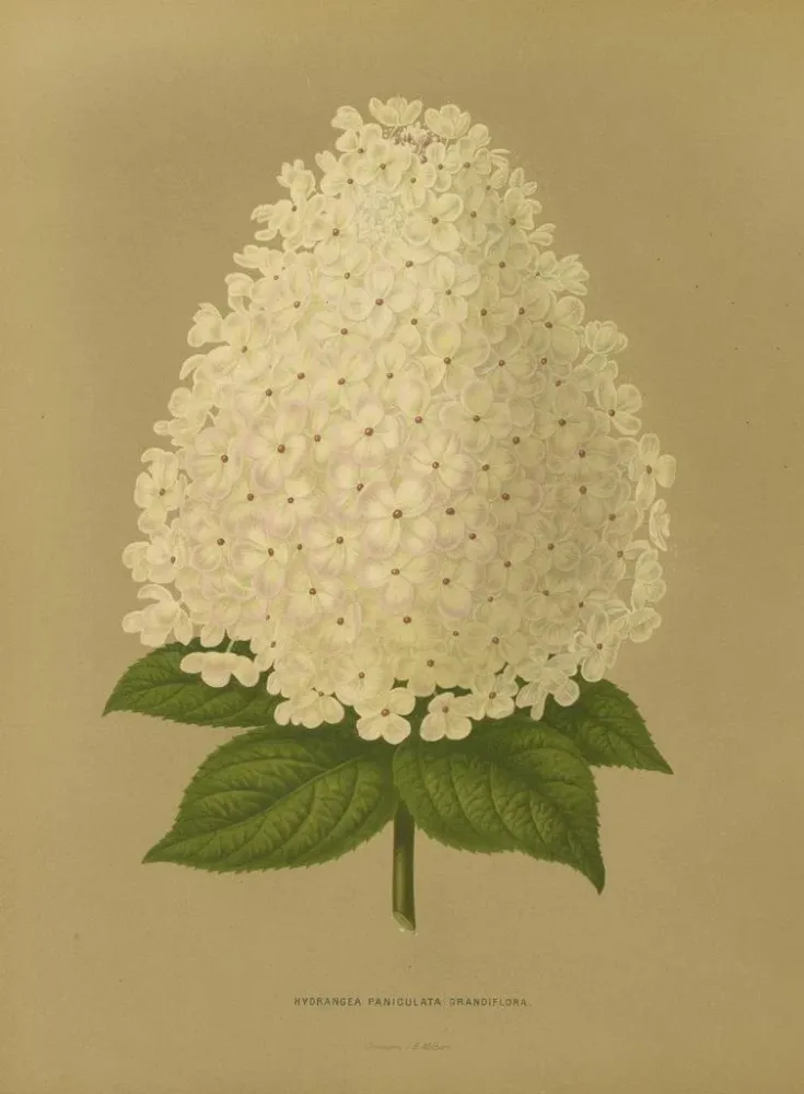 Maalaus Flore hollandaise et Pomone PL26 - Abraham Jacobus Wendel | Taidetuloste