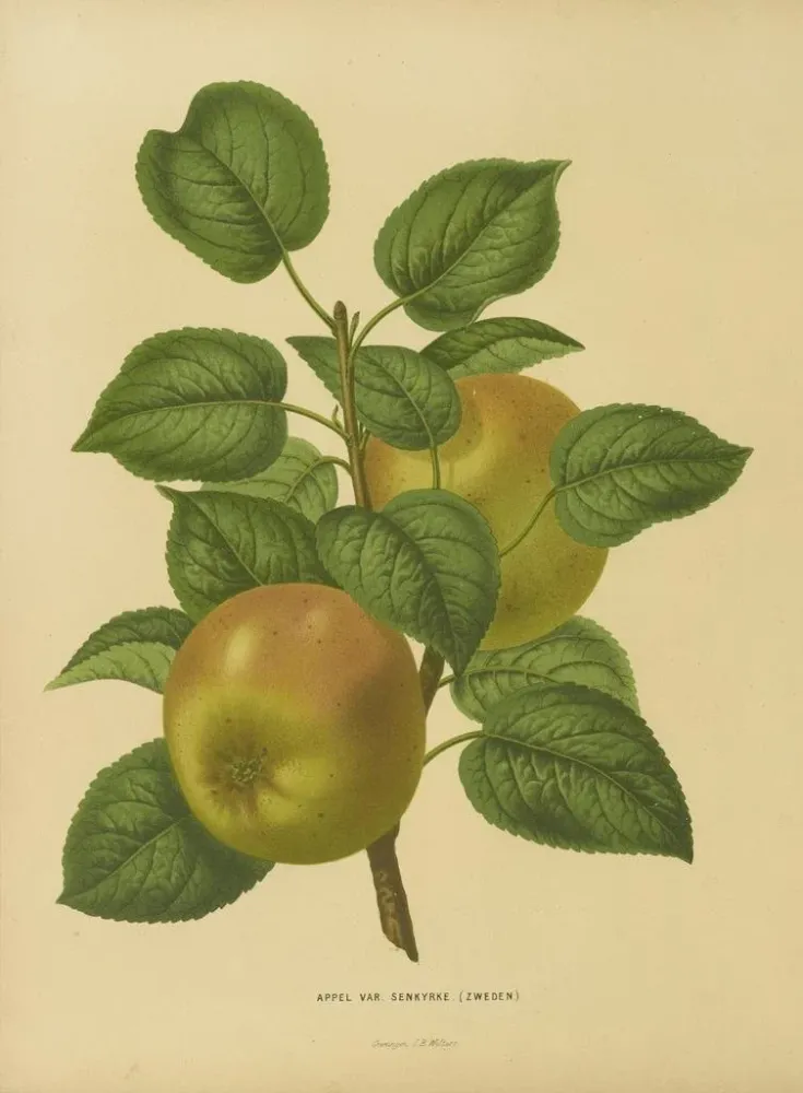 Maalaus Flore hollandaise et Pomone PL27 - Abraham Jacobus Wendel | Taidetuloste