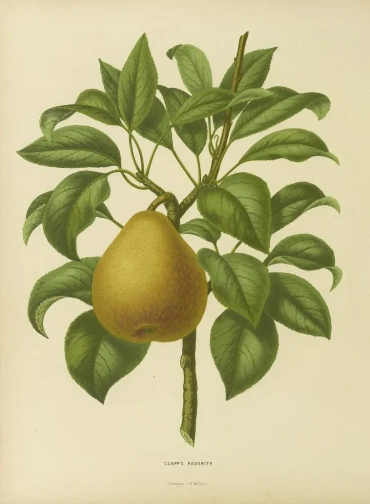 Maalaus Flore hollandaise et Pomone PL28 - Abraham Jacobus Wendel | Taidetuloste