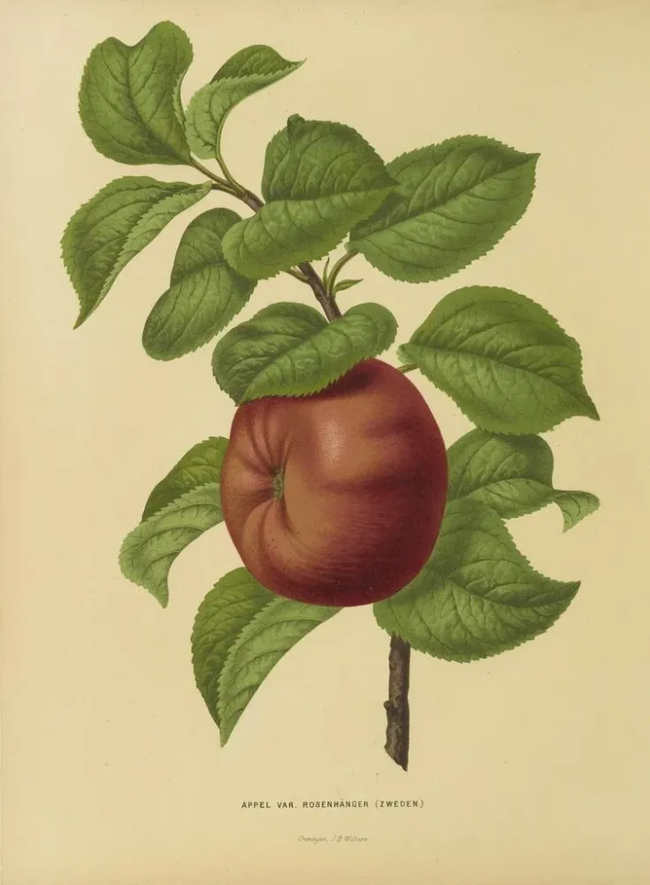 Maalaus Flore hollandaise et Pomone PL29 - Abraham Jacobus Wendel | Taidetuloste