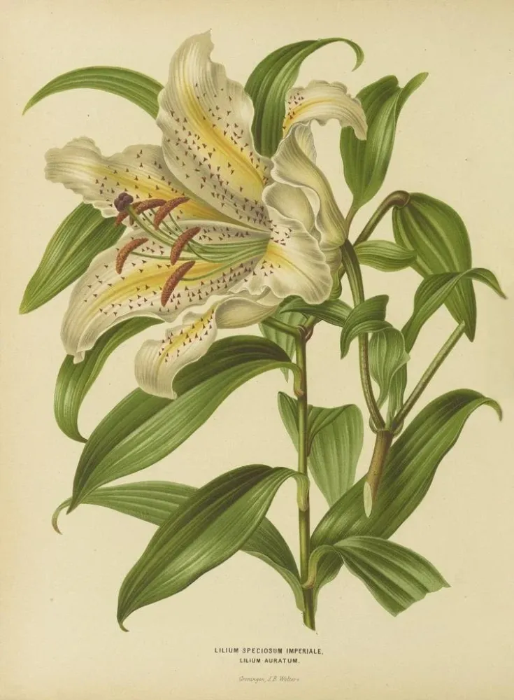 Maalaus Flore hollandaise et Pomone PL30 - Abraham Jacobus Wendel | Taidetuloste