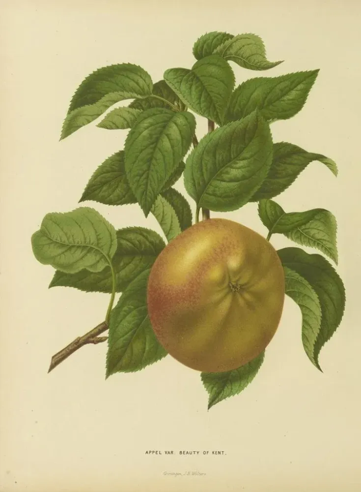 Maalaus Flore hollandaise et Pomone PL31 - Abraham Jacobus Wendel | Taidetuloste