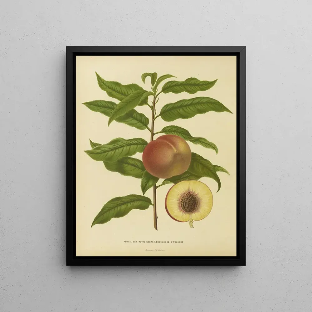 Maalaus Flore hollandaise et Pomone PL32 - Abraham Jacobus Wendel | Taidetuloste