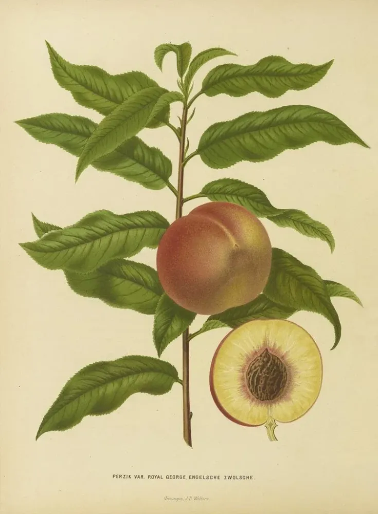 Maalaus Flore hollandaise et Pomone PL32 - Abraham Jacobus Wendel | Taidetuloste
