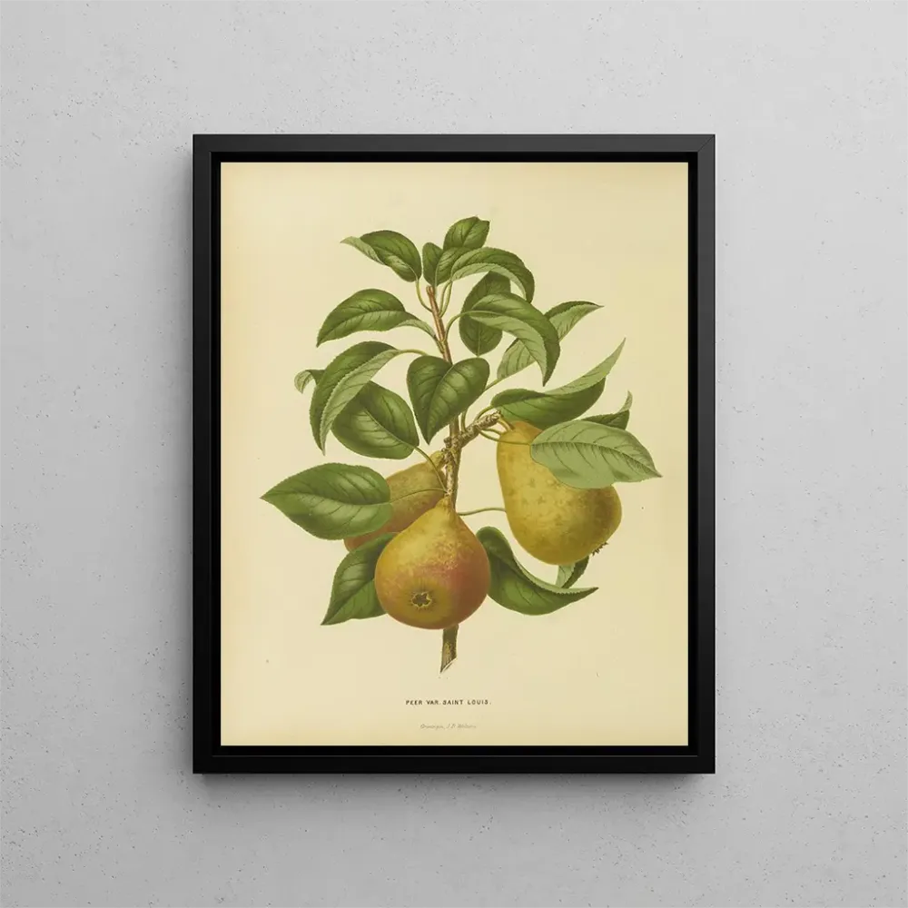 Maalaus Flore hollandaise et Pomone PL33 - Abraham Jacobus Wendel | Taidetuloste