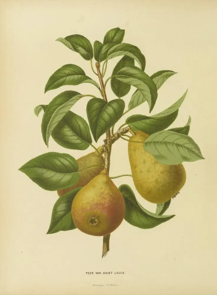 Maalaus Flore hollandaise et Pomone PL33 - Abraham Jacobus Wendel | Taidetuloste
