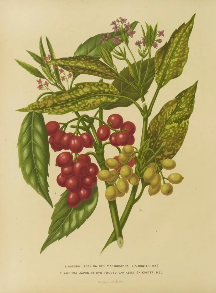 Maalaus Flore hollandaise et Pomone PL34 - Abraham Jacobus Wendel | Taidetuloste