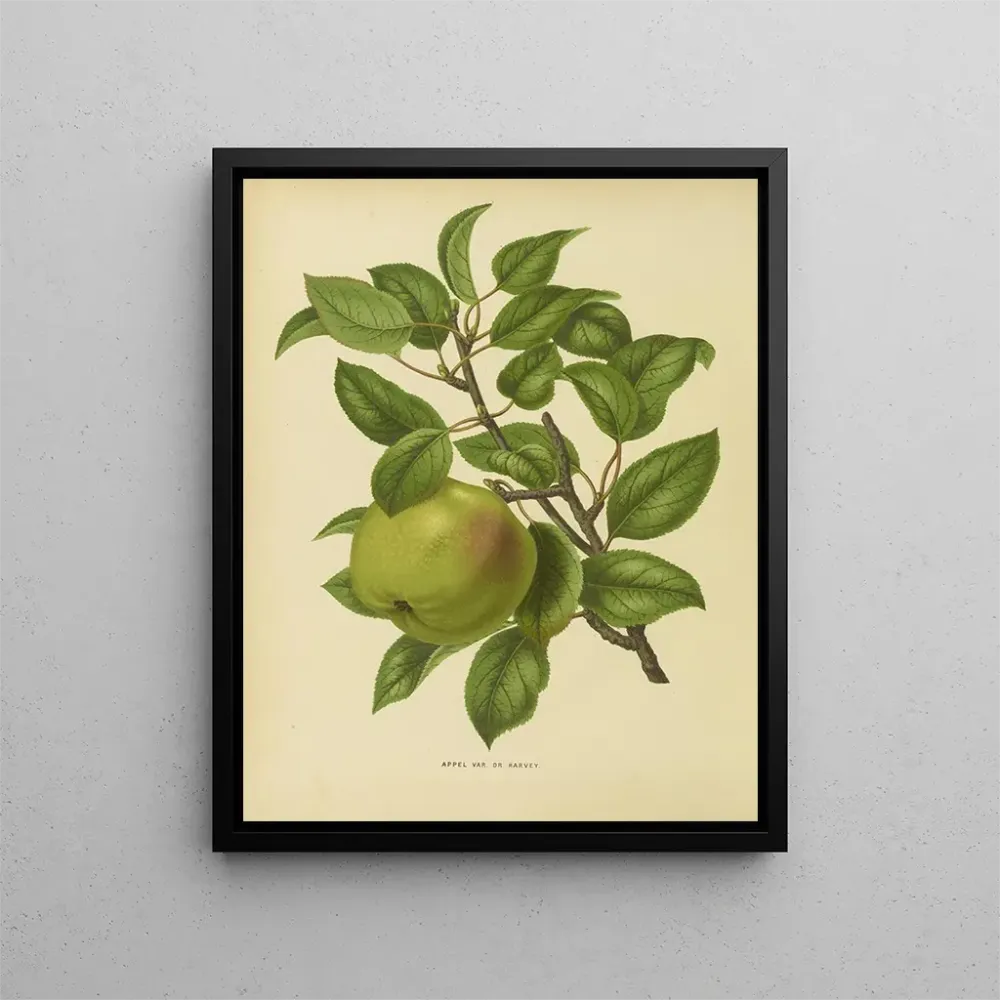 Maalaus Flore hollandaise et Pomone PL35 - Abraham Jacobus Wendel | Taidetuloste