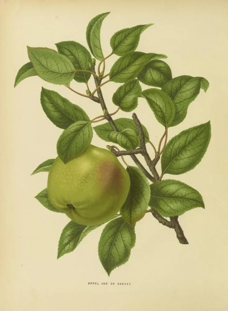 Maalaus Flore hollandaise et Pomone PL35 - Abraham Jacobus Wendel | Taidetuloste