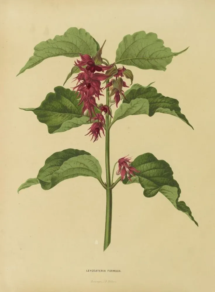 Maalaus Flore hollandaise et Pomone PL36 - Abraham Jacobus Wendel | Taidetuloste