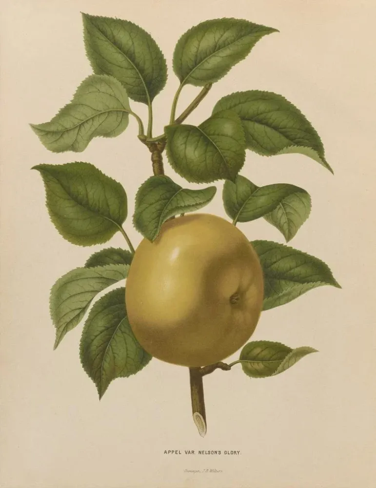 Maalaus Flore hollandaise et Pomone PL38 - Abraham Jacobus Wendel | Taidetuloste