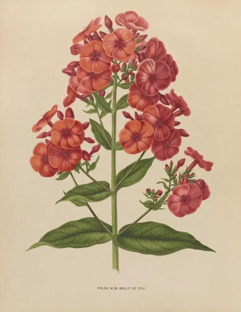 Maalaus Flore hollandaise et Pomone PL39 - Abraham Jacobus Wendel | Taidetuloste