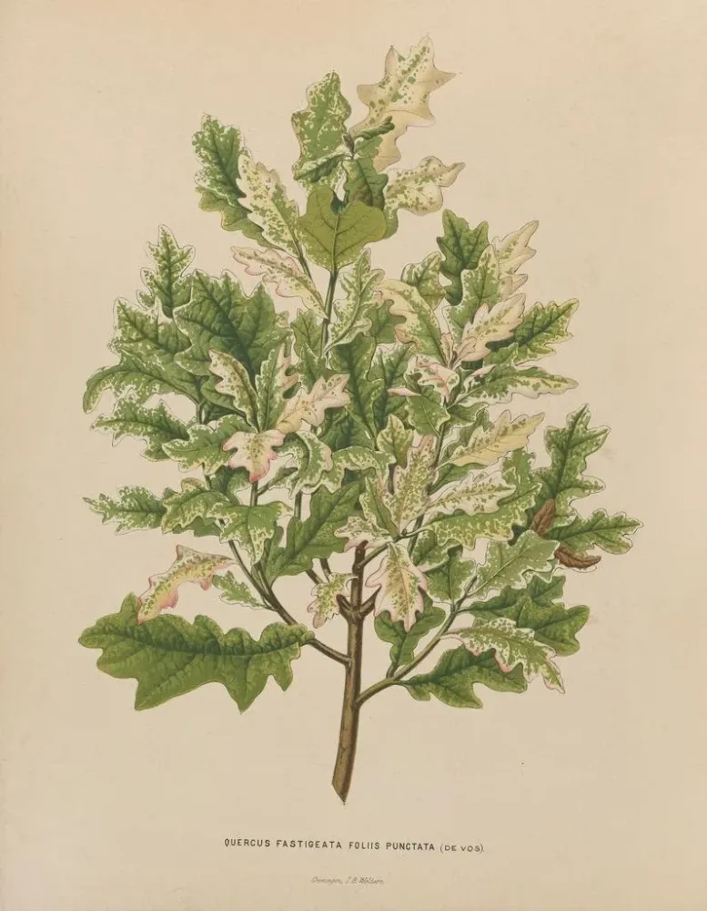 Maalaus Flore hollandaise et Pomone PL40 - Abraham Jacobus Wendel | Taidetuloste