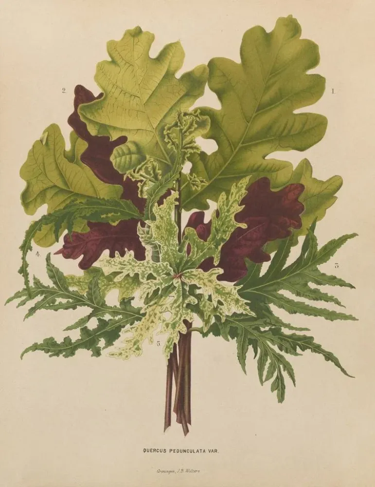 Maalaus Flore hollandaise et Pomone PL42 - Abraham Jacobus Wendel | Taidetuloste