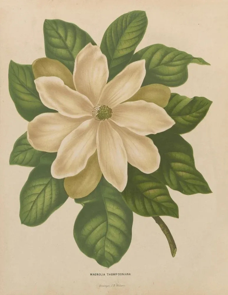Maalaus Flore hollandaise et Pomone PL43 - Abraham Jacobus Wendel | Taidetuloste
