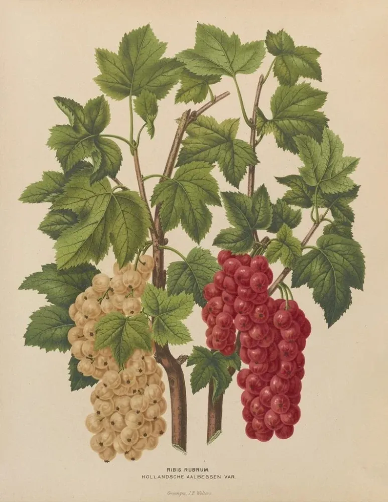 Maalaus Flore hollandaise et Pomone PL44 - Abraham Jacobus Wendel | Taidetuloste