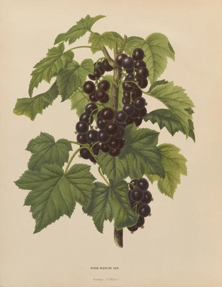Maalaus Flore hollandaise et Pomone PL45 - Abraham Jacobus Wendel | Taidetuloste