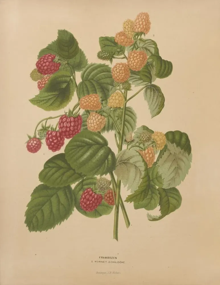 Maalaus Flore hollandaise et Pomone PL46 - Abraham Jacobus Wendel | Taidetuloste