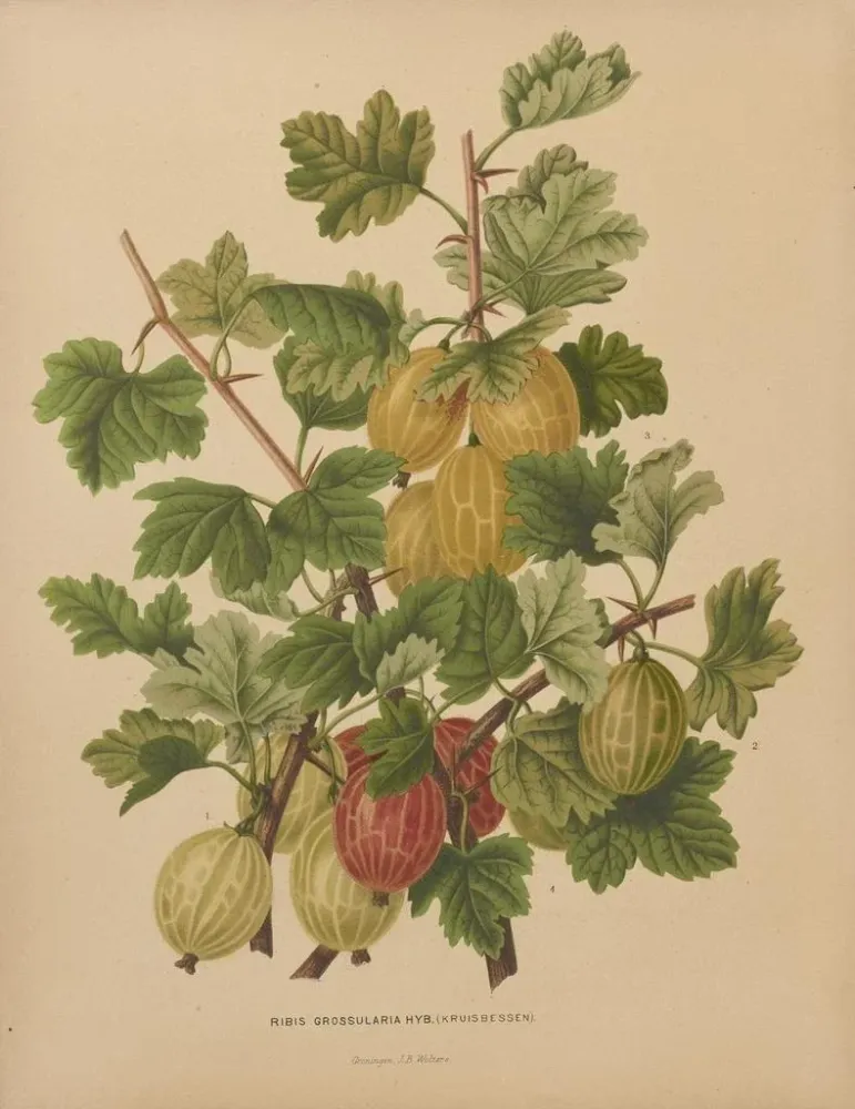 Maalaus Flore hollandaise et Pomone PL47 - Abraham Jacobus Wendel | Taidetuloste