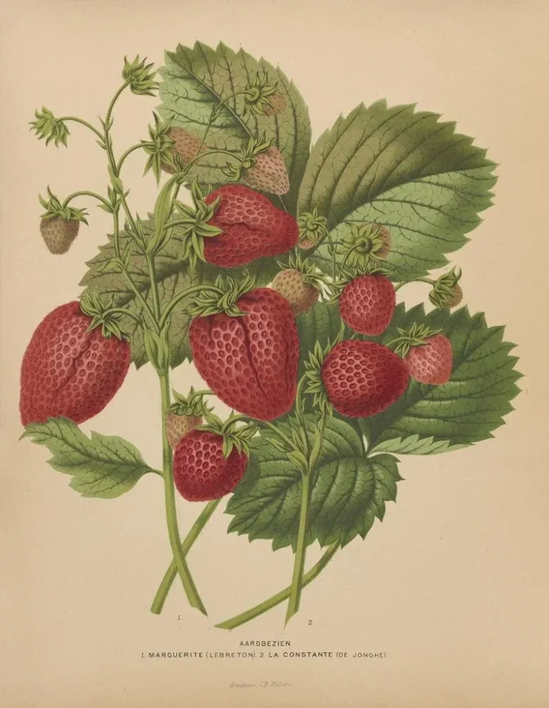 Maalaus Flore hollandaise et Pomone PL48 - Abraham Jacobus Wendel | Taidetuloste