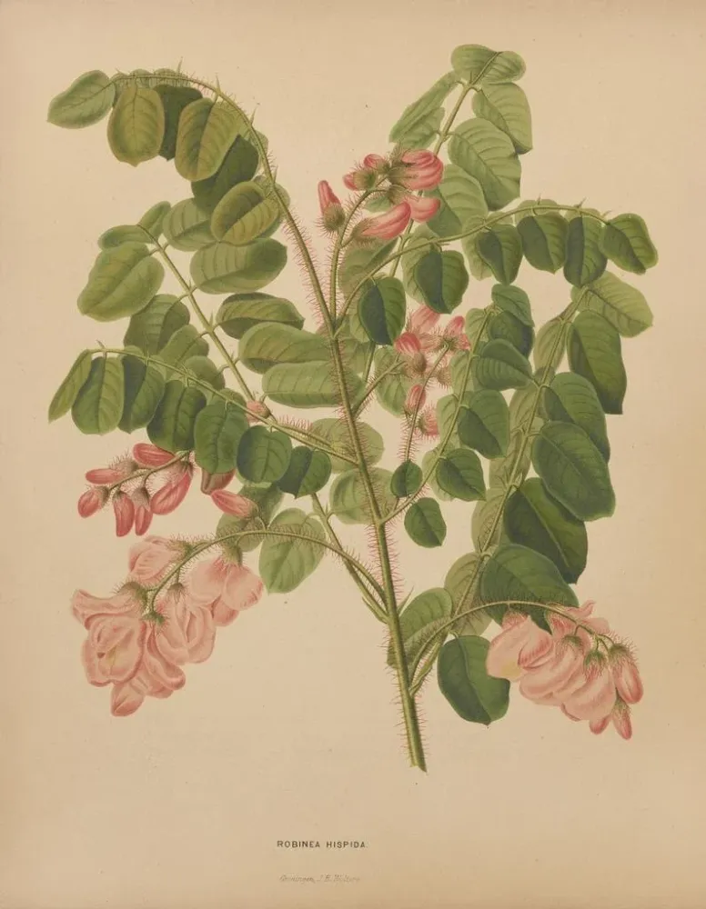 Maalaus Flore hollandaise et Pomone PL49 - Abraham Jacobus Wendel | Taidetuloste