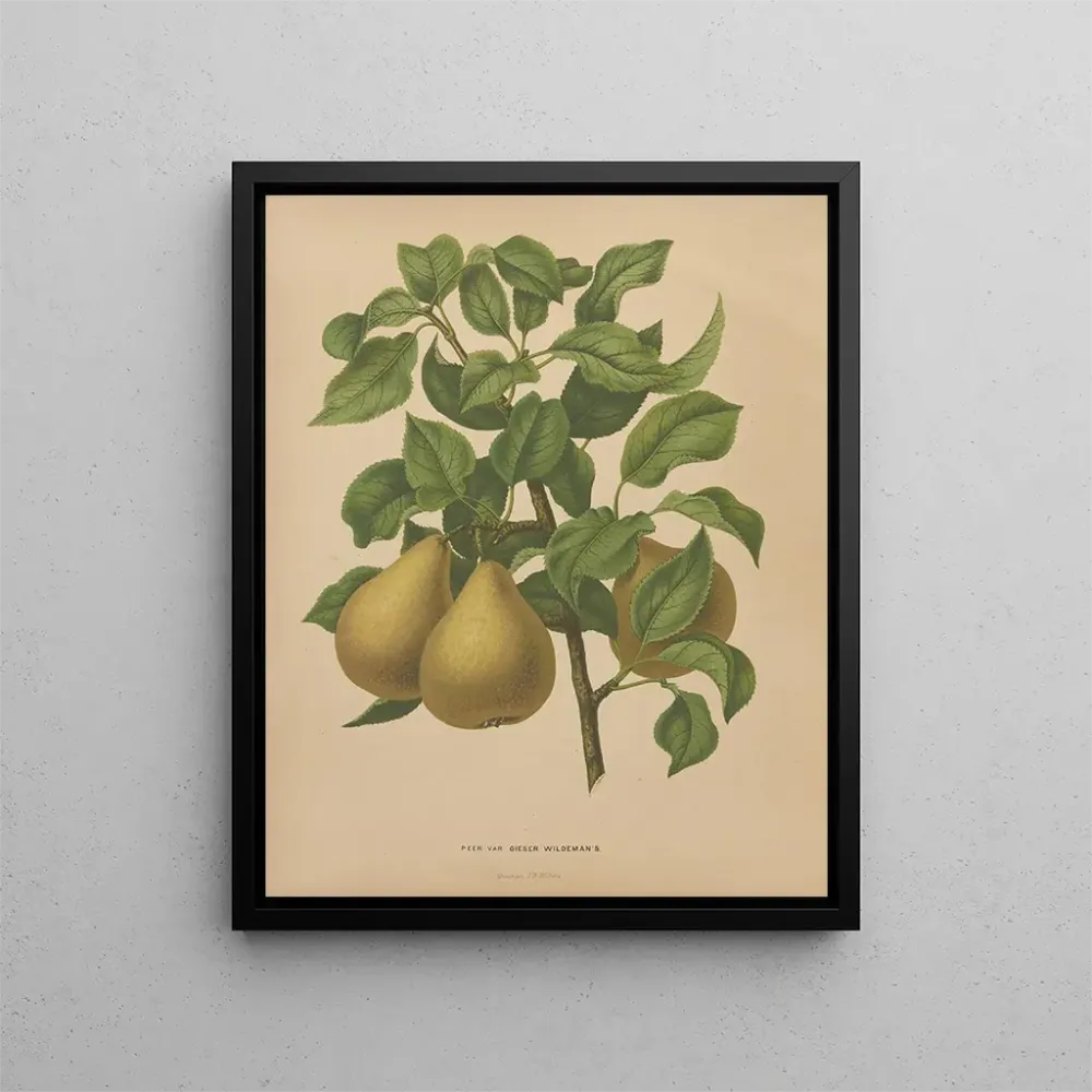 Maalaus Flore hollandaise et Pomone PL51 - Abraham Jacobus Wendel | Taidetuloste