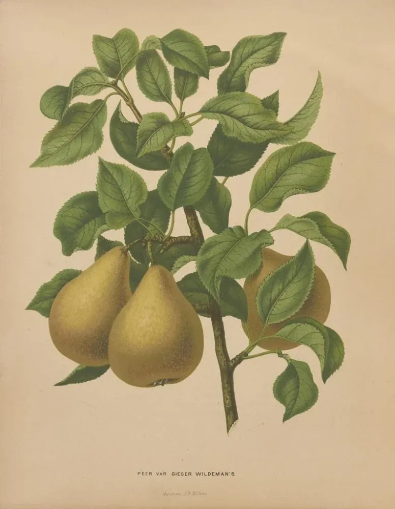 Maalaus Flore hollandaise et Pomone PL51 - Abraham Jacobus Wendel | Taidetuloste