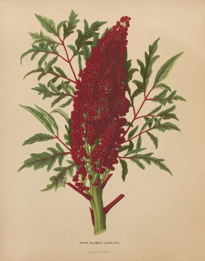 Maalaus Flore hollandaise et Pomone PL52 - Abraham Jacobus Wendel | Taidetuloste