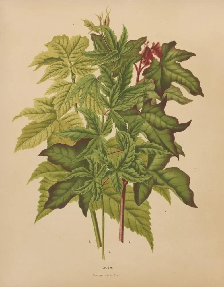 Maalaus Flore hollandaise et Pomone PL53 - Abraham Jacobus Wendel | Taidetuloste