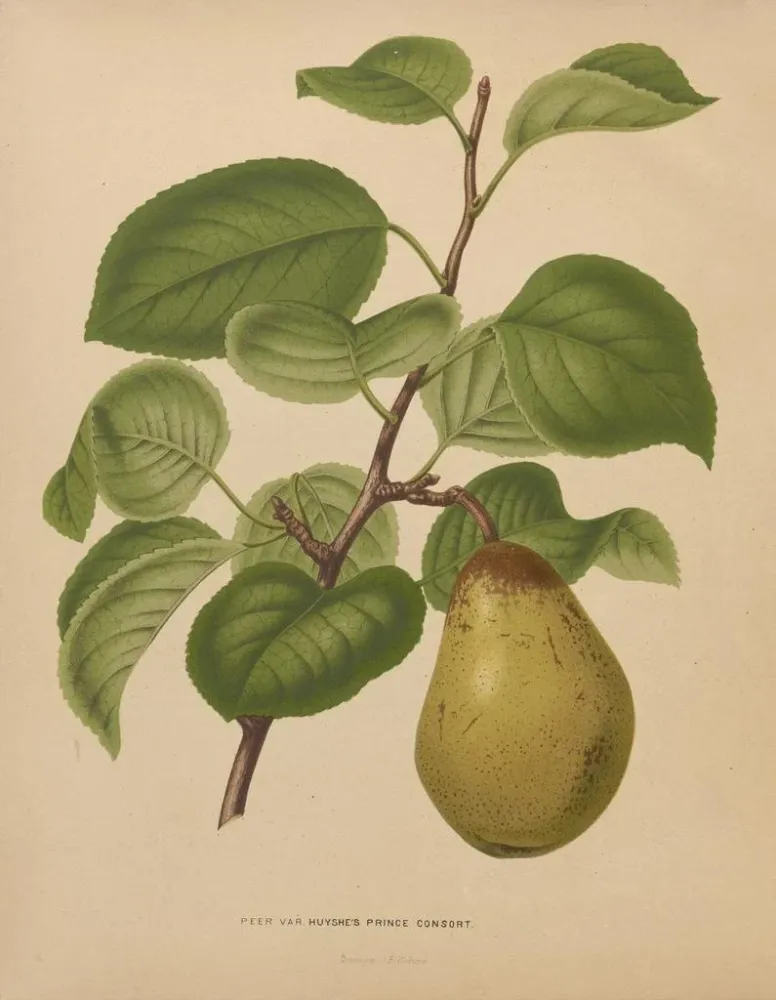 Maalaus Flore hollandaise et Pomone PL55 - Abraham Jacobus Wendel | Taidetuloste