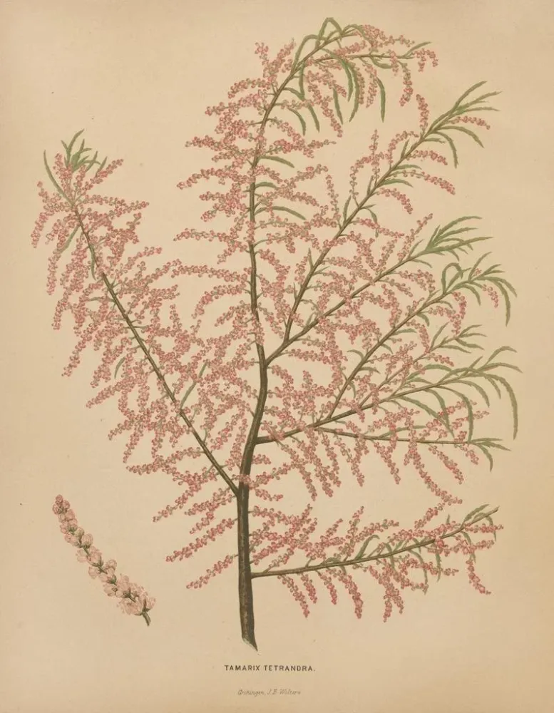 Maalaus Flore hollandaise et Pomone PL56 - Abraham Jacobus Wendel | Taidetuloste