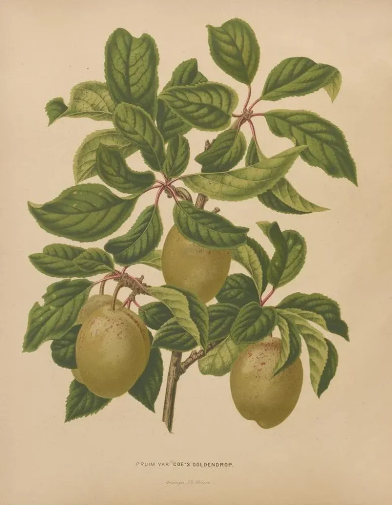 Maalaus Flore hollandaise et Pomone PL57 - Abraham Jacobus Wendel | Taidetuloste