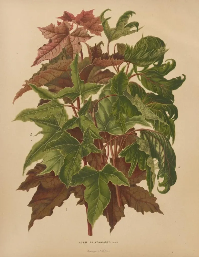 Maalaus Flore hollandaise et Pomone PL58 - Abraham Jacobus Wendel | Taidetuloste
