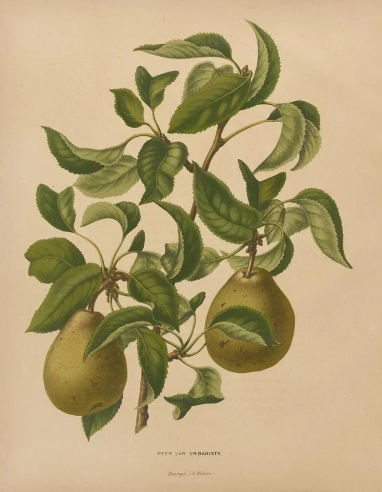 Maalaus Flore hollandaise et Pomone PL59 - Abraham Jacobus Wendel | Taidetuloste