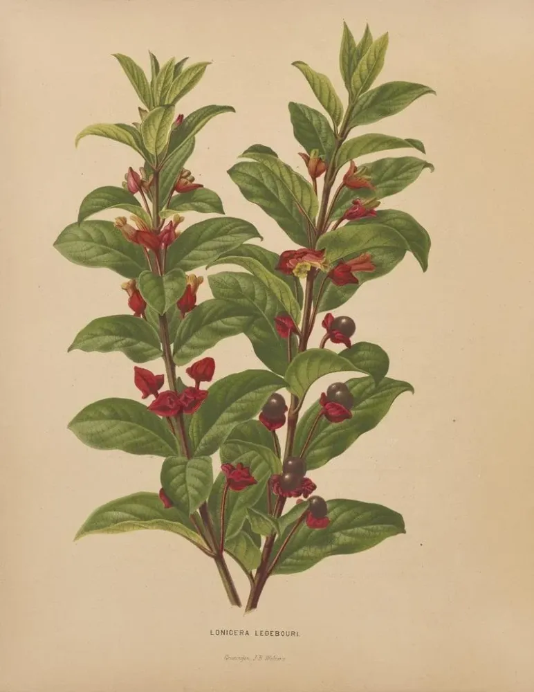 Maalaus Flore hollandaise et Pomone PL60 - Abraham Jacobus Wendel | Taidetuloste