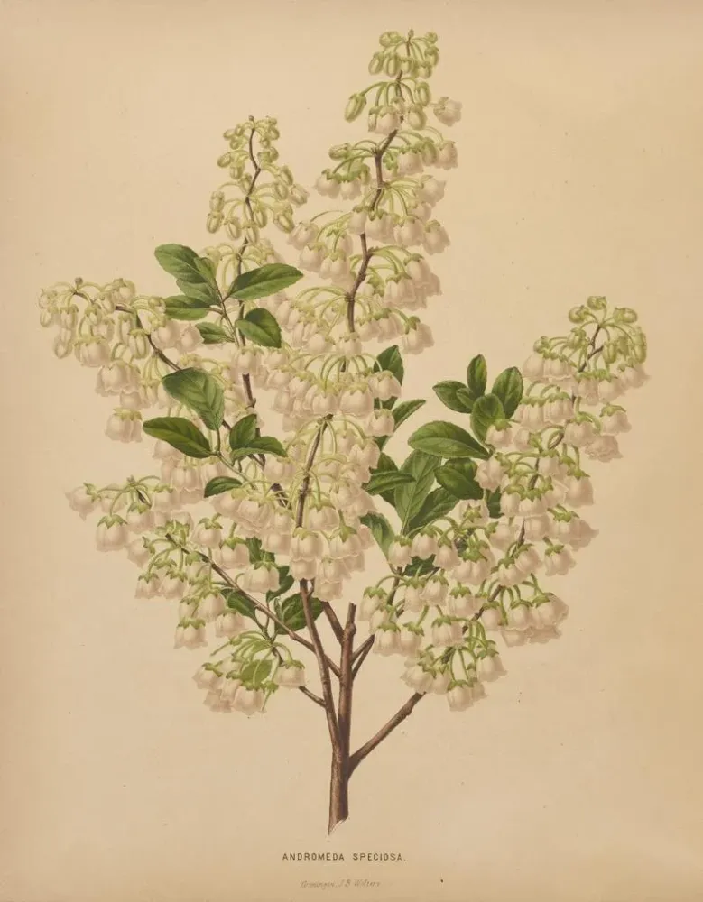 Maalaus Flore hollandaise et Pomone PL61 - Abraham Jacobus Wendel | Taidetuloste