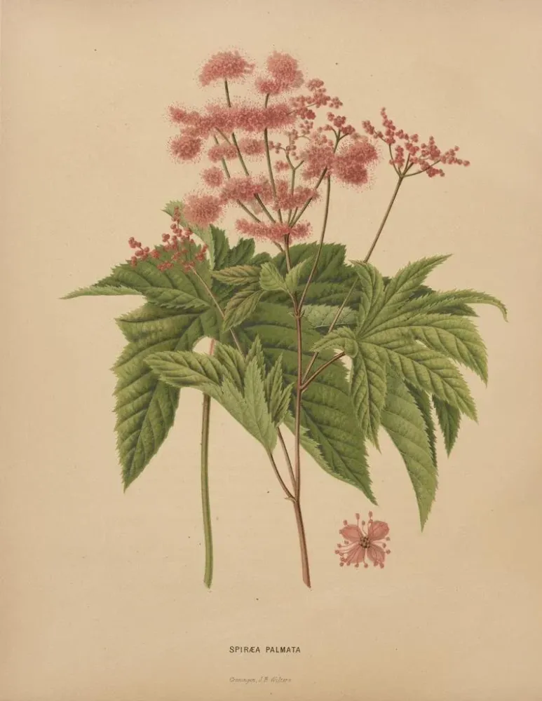 Maalaus Flore hollandaise et Pomone PL62 - Abraham Jacobus Wendel | Taidetuloste